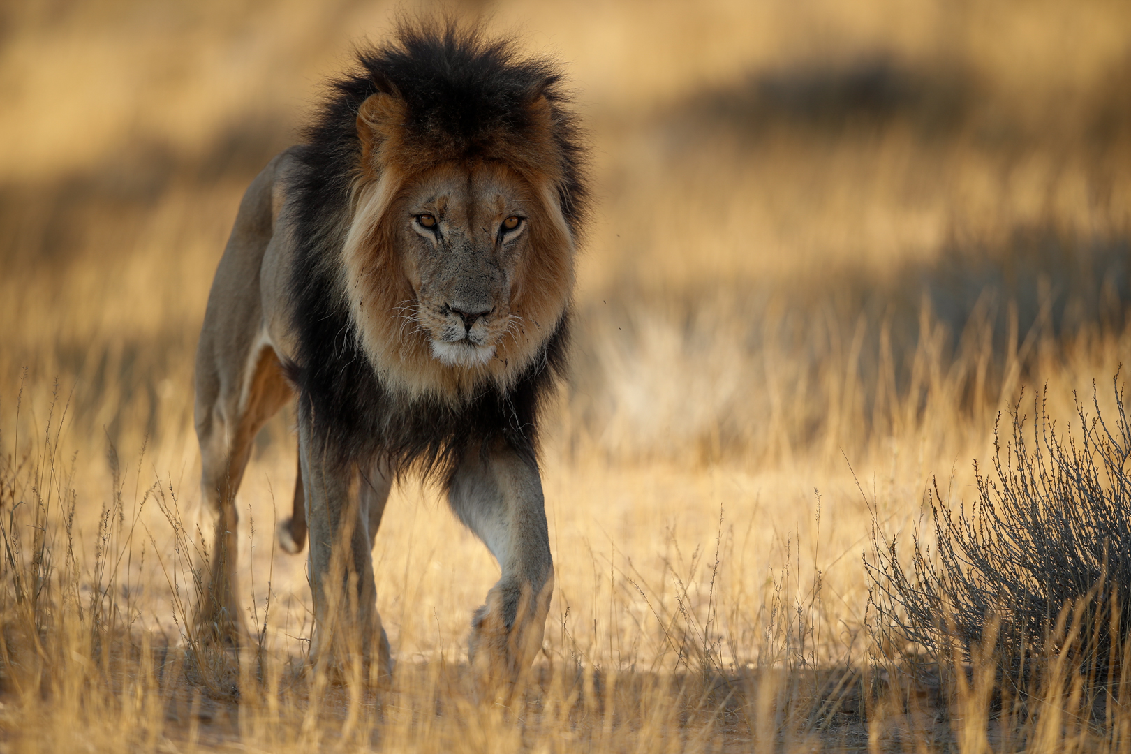 Kgalagadi Black Maned Lion wildlife photography by Kim Stevens of Limelight Photo