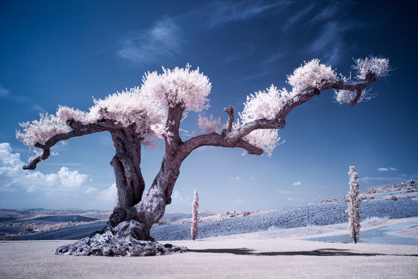 Infa Red Infared by Kim Stevens of Limelight Photography